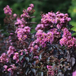 Thunderstruck™ Lavender Blast™ Crape Myrtle 8 Thunderstruck™ Lavender Blast™ Crape Myrtle -Deals Blossom Vines Store Thunderstruck Lavender Blast 7