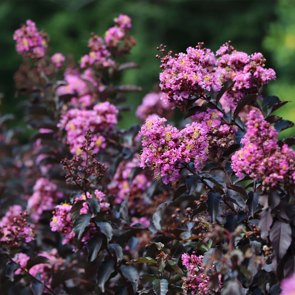 Thunderstruck™ Lavender Blast™ Crape Myrtle 5 Thunderstruck™ Lavender Blast™ Crape Myrtle - Image 3