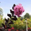Thunderstruck™ Lavender Blast™ Crape Myrtle -Deals Blossom Vines Store Thunderstruck Lavender Blast BB 600x600 c0e07de9 cecf 4a46 9c1b 019a2a053b91