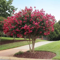 Tonto Red Crape Myrtle Tree -Deals Blossom Vines Store Tonto Crape Myrtle 2