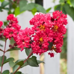 Tonto Red Crape Myrtle Tree -Deals Blossom Vines Store Tonto Crape Myrtle 3 BB