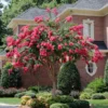 Tonto Red Crape Myrtle Tree -Deals Blossom Vines Store Tonto Crape Myrtle BB 600x600 1432d191 25c8 43b1 8ea7 8ae2710f80ae