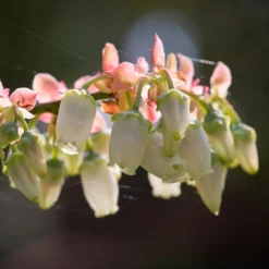 Toro Blueberry Bush -Deals Blossom Vines Store Toro Blueberry 3