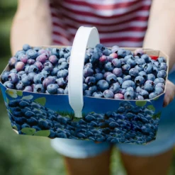 Toro Blueberry Bush -Deals Blossom Vines Store Toro Blueberry 5 BB