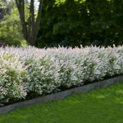 Tri-Color Willow Shrub -Deals Blossom Vines Store Tri Color Willow Shrub 1