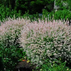 New Release -Deals Blossom Vines Store Tri Color Willow Shrub 2