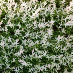 Tri Color Willow Tree -Deals Blossom Vines Store Tri color Willow 3 BB 2688e0bb 7f65 4ebe bd4d 4459e7682fcc