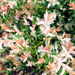 Tri Color Willow Tree -Deals Blossom Vines Store Tri color Willow 4 BB b03f39b3 f85b 42bf a4a8 2fd805914021