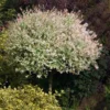 Tri Color Willow Tree 1 Tri Color Willow Tree -Deals Blossom Vines Store Tri color Willow Tree 600x600 BB