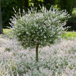 Tri Color Willow Tree -Deals Blossom Vines Store Tri color Willow Tree 7