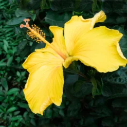 Yellow Tropical Hibiscus Tree -Deals Blossom Vines Store Tropical Hibiscus Yellow 2 BB