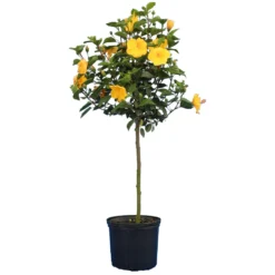Yellow Tropical Hibiscus Tree -Deals Blossom Vines Store Tropical Hibiscus Yellow 4
