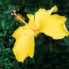 Yellow Tropical Hibiscus Tree 1 Yellow Tropical Hibiscus Tree -Deals Blossom Vines Store Tropical Hibiscus Yellow BB 600x600 d2a668fa 30cb 47b5 b6dc e69b164dd4da