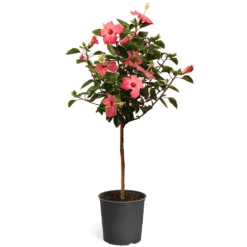Pink Tropical Hibiscus Tree -Deals Blossom Vines Store Tropical Pink Hibiscus 2