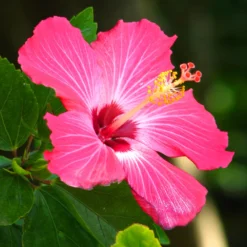 Pink Tropical Hibiscus Tree -Deals Blossom Vines Store Tropical Pink Hibiscus 3 BB