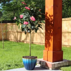 Pink Tropical Hibiscus Tree -Deals Blossom Vines Store Tropical Pink Hibiscus 5 BB