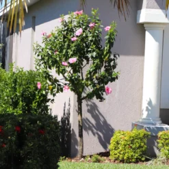 Pink Tropical Hibiscus Tree -Deals Blossom Vines Store Tropical Pink Hibiscus 6