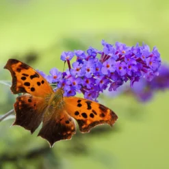 True Blue Butterfly Bush (Tree Form) 10 True Blue Butterfly Bush (Tree Form) -Deals Blossom Vines Store True Blue Butterfly 4 BB