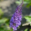 True Blue Butterfly Bush (Tree Form) -Deals Blossom Vines Store True Blue Butterfly BB 600x600 7365190a 48e3 4b67 abb2 f10cc6165d33