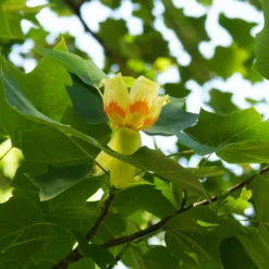 Tulip Poplar Tree -Deals Blossom Vines Store Tulip Poplar 3 BB