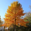 Tulip Poplar Tree -Deals Blossom Vines Store Tulip Poplar BB 600x600 05865ec8 6a82 4170 be05 b7dc53c5997a