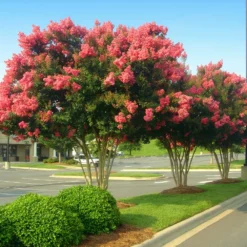 Tuscarora Crape Myrtle Tree -Deals Blossom Vines Store Tuscarora Crape myrtle 6 BB