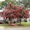 Tuscarora Crape Myrtle Tree 2 Tuscarora Crape Myrtle Tree -Deals Blossom Vines Store Tuscarora Crape myrtle BB 600x600 b5767d3d 77da 43e9 a623 302b69329031