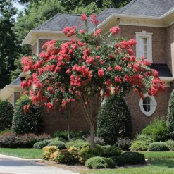 Tuscarora Crape Myrtle Tree -Deals Blossom Vines Store Tuscarora Crape myrtle single trunk