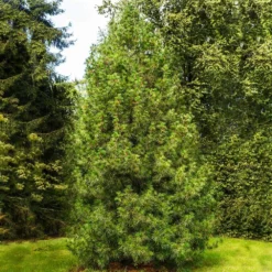 Japanese Umbrella Pine Tree -Deals Blossom Vines Store Umbrella Pine 2