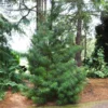 Japanese Umbrella Pine Tree 2 Japanese Umbrella Pine Tree -Deals Blossom Vines Store Umbrella Pine BB 600x600 1