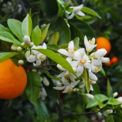 Valencia Orange Tree -Deals Blossom Vines Store Valencia Orange 1