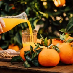 Valencia Orange Tree -Deals Blossom Vines Store Valencia Orange 3 BB