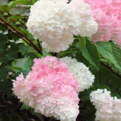 Vanilla Strawberry™ Hydrangea Shrub -Deals Blossom Vines Store Vanilla Strawberry Hydrangea 3 BB