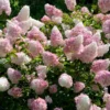 Vanilla Strawberry™ Hydrangea Shrub -Deals Blossom Vines Store Vanilla Strawberry Hydrangea BB 600x600 2d20329f b8d6 4369 90a0 4d6386307882