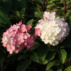 Vanilla Strawberry™ Hydrangea Tree -Deals Blossom Vines Store Vanilla Strawberry Hydrangea Tree 3 FGT
