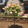 Vanilla Strawberry™ Hydrangea Tree -Deals Blossom Vines Store Vanilla Strawberry Hydrangea Tree BB 600x600 d9774181 d500 445f 99f7 766736cb780d