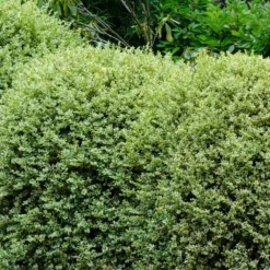 Variegated Boxwood Shrub -Deals Blossom Vines Store Variegated Boxwood 1