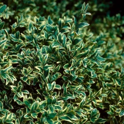 Variegated Boxwood Shrub -Deals Blossom Vines Store Variegated Boxwood 3 BB