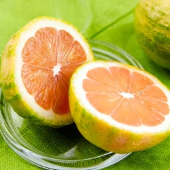 Pink Variegated Eureka Lemon Tree -Deals Blossom Vines Store Variegated Pink Eureka 7 BB