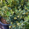 Pink Variegated Eureka Lemon Tree -Deals Blossom Vines Store Variegated Pink Eureka Bush BB 600x600 348a8ce9 c78a 42d1 a5c1 3e2abc9bc7f3
