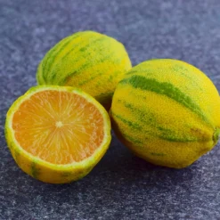 Pink Variegated Eureka Lemon Bush -Deals Blossom Vines Store Variegated Pink Eureka Tree 8 BB