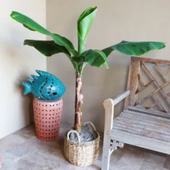 Boho House Plant Kit 14 Boho House Plant Kit -Deals Blossom Vines Store Veranda Banana 3 0a95dd43 1f47 4ba8 bf92 eb72cb095cc3