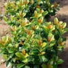 Volcano Cherry Laurel 2 Volcano Cherry Laurel -Deals Blossom Vines Store Volcano Laurel BB 600x600 c27bf687 aa14 48cf b5db 43ee244fcb5d