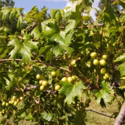 Wine Lover's Kit -Deals Blossom Vines Store WIne Lovers Kit 2