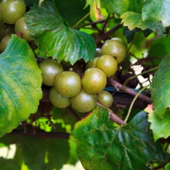 Wine Lover's Kit -Deals Blossom Vines Store WIne Lovers Kit 3