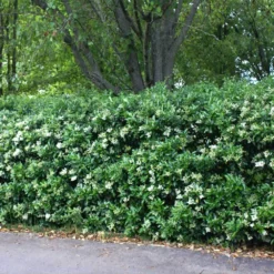Waxleaf Privet Hedge -Deals Blossom Vines Store Wax Leaf Privet 2 BB
