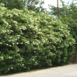 Waxleaf Privet Hedge -Deals Blossom Vines Store Wax Leaf Privet 3 BB