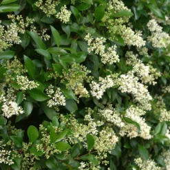 Waxleaf Privet Hedge -Deals Blossom Vines Store Wax Leaf Privet 4 BB