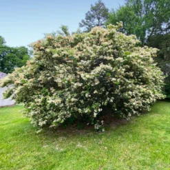 Waxleaf Privet Hedge -Deals Blossom Vines Store Wax Leaf Privet 6 BB