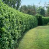 Waxleaf Privet Hedge -Deals Blossom Vines Store Wax Leaf Privet BB 600x600 dd2dd856 1412 44c1 b6a8 f768573d1edd